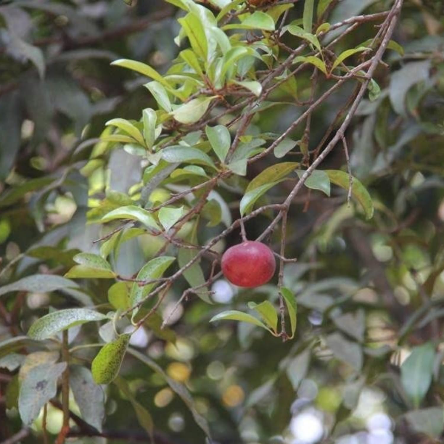 Pharmacological potential of Garcinia indica (Kokum): an updated evidence-based review